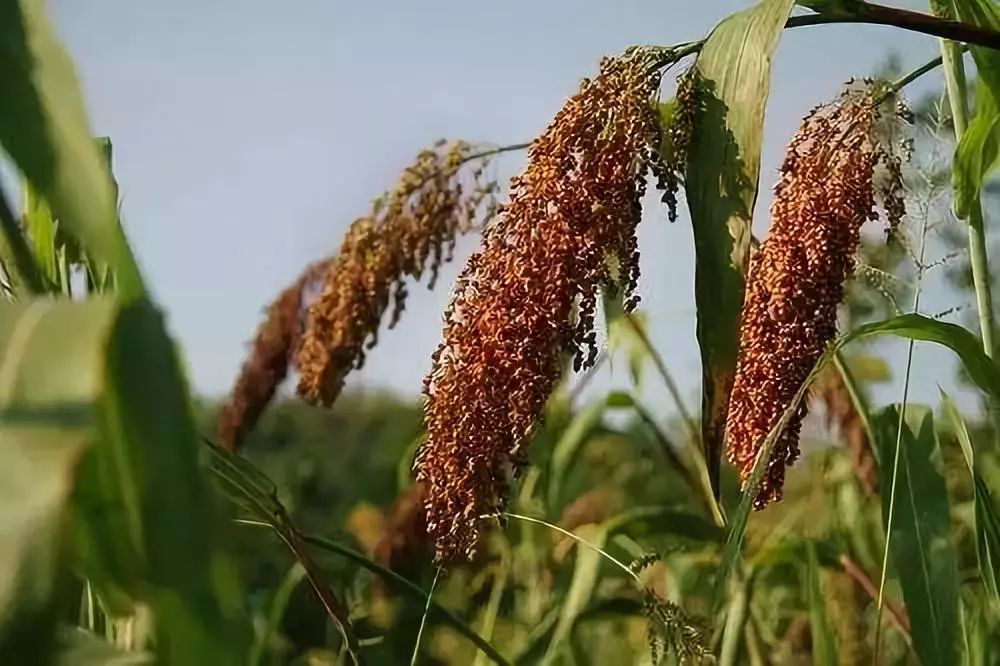 高粱最新市场行情分析